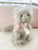 Latte The Lux Cat Plush Toy
