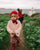 Baby Soft Knit Cardigan Rose