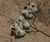 Alice Scallop Offwhite Donsje Lebanon Dubai UAE-Saudi Arabia ME